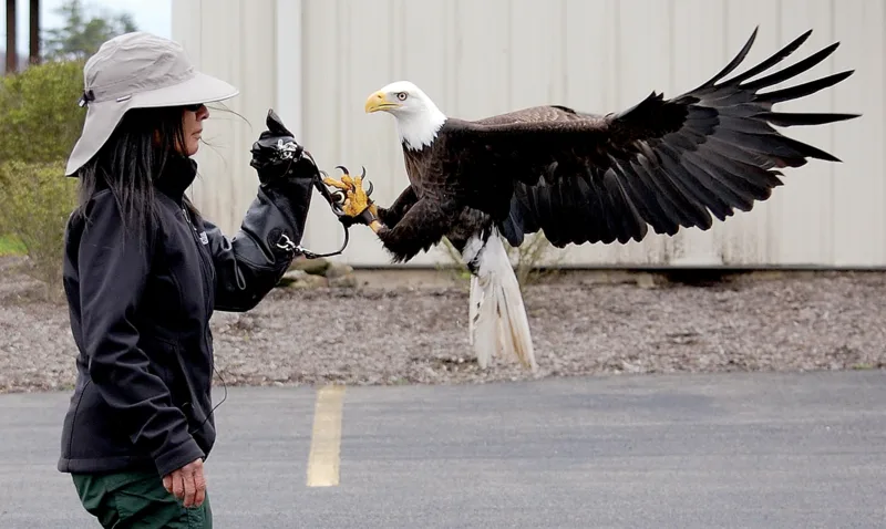 Local raptor specialist fighting to keep bald eagle